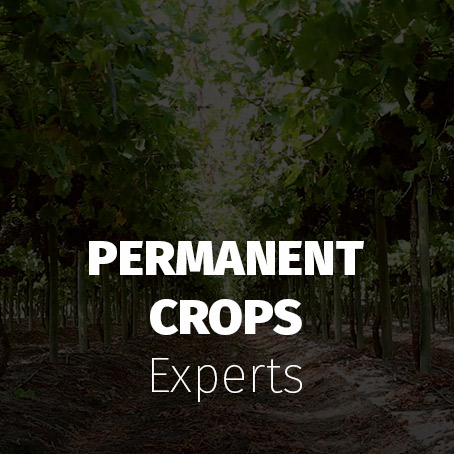 Cultivos Permanentes